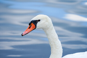 Portrait of a white swan on the water. Close-up of the bird.
