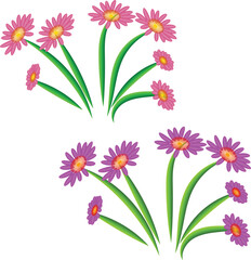 Pink and purple daisy flowers with green stems pink daisy