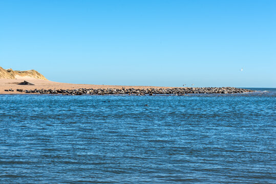 Colony of Grey Seals resting on the Newburgh Seal Beach at Ythan Estuary, Newburgh, Aberdeenshire, Scotland, UK. Selective focus. Concrete bunker from World War II.
