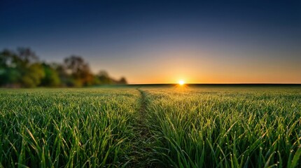 Lush green rice field at sunset with glowing horizon in background  