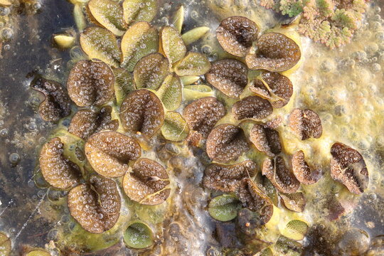 Salvinia molesta is commonly known as giant salvinia, or as kariba weed plant