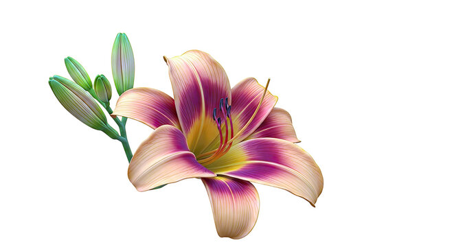 Orange Daylily with Buds on White Background