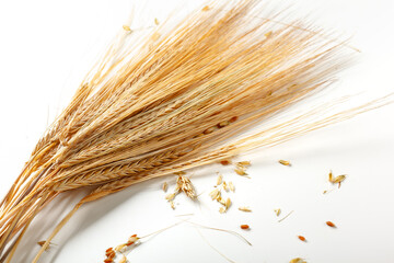 Naklejka premium Wheat stalks and grains on white surface during agricultural study