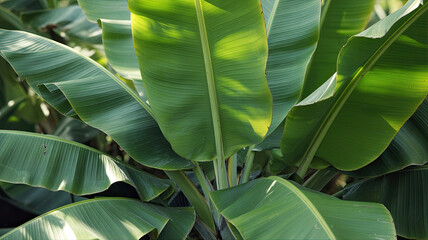 Lush green banana leaves layered over each other, showing intricate leaf vein details and natural textures