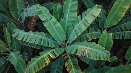 Vibrant tropical banana foliage, saturated deep green colors, overlapping large palm-like leaves, top-down view