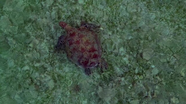 Wild sea turtle taking a breath in clear ocean. Magic aerial view drone
