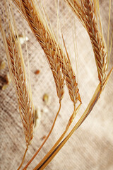 Naklejka premium Close look at golden wheat stalks on a rustic background with seeds scattered
