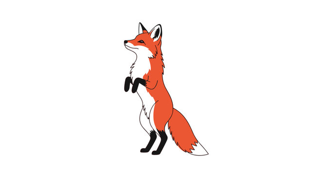 Alert red fox standing on its hind legs with black paws and a white chest isolated on a plain white background.