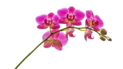 Isolated pink orchid blooming, phalaenopsis tropical plant with stem, buds, and petals © Gael