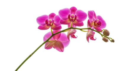 Fotobehang Orchidee Isolated pink orchid blooming, phalaenopsis tropical plant with stem, buds, and petals  © Gael