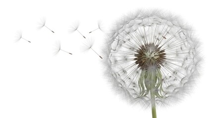 A dandelion flower head with seeds dispersing into the air on a white background