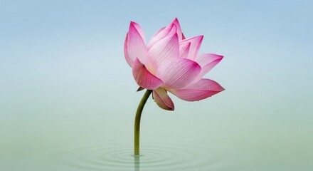 A serene pink lotus flower emerges from calm water against a gradient blue-green background