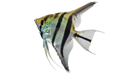 Fototapeta premium Isolated striped angelfish, a beautiful freshwater fish often seen in aquariums, studio shot