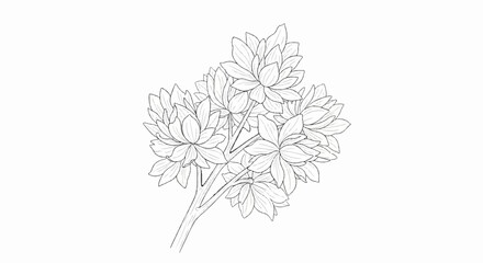Fototapeta premium Detailed line art drawing of a flowering plant with multiple blooms