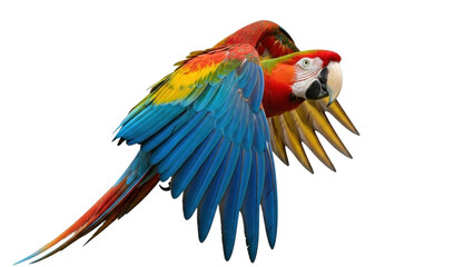 Isolated Colorful Parrot Pair Macaws Birds Flying, Wildlife Animal Nature Ornithology Tropical © Elvin