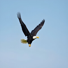 Obraz premium A Bald Eagle (Haliaeetus leucocephalus) taking off..