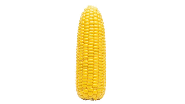 Isolated corn on the cob, a single raw ear for summer meal preparation, vegetarian cuisine
