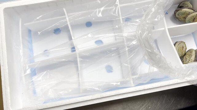 Styrofoam container being packed with live abalone for export to Asian market