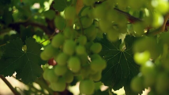 Romantic soft focus green grapes cluster on vine in sunny vineyard