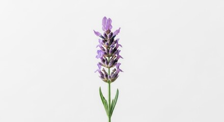 Obraz premium A single lavender flower with purple petals on a green stem against a white background