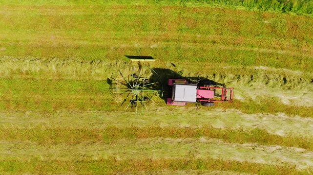 Aerial top view of red tractor raking sun-drying hay across the field