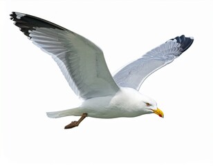 Seagull in Flight - A Majestic Bird Soaring Through the Sky with Grace and Freedom.