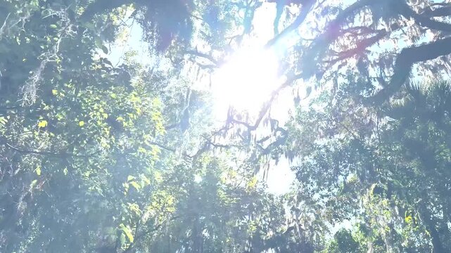 Sunlight shines through Spanish moss hanging from oak trees in a lush subtropical forest canopy on a clear blue day.