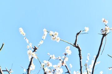 梅の花