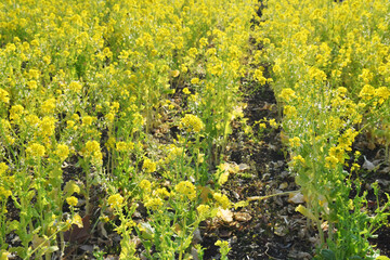 黄色の花　菜の花