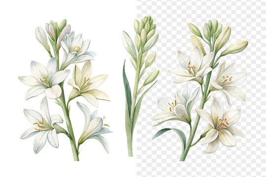 Watercolor Tuberose Blossom, Luxury Wedding Floral Vector Isolated on White