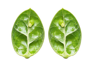 Two isolated fresh green leaves with insect eggs on a transparent background
