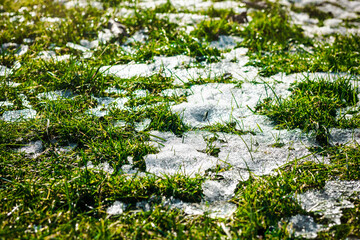 Naklejka premium Spring Coming Background. Melting Snow on Green Grass. Change of Seasons. Nature Awakening. 