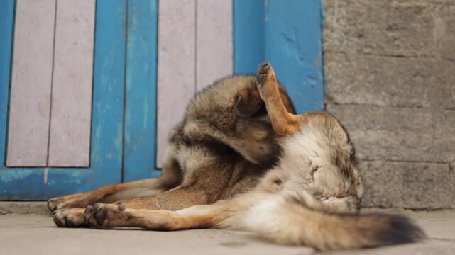 nepalese street dog cleaning himself on the street of Lukla