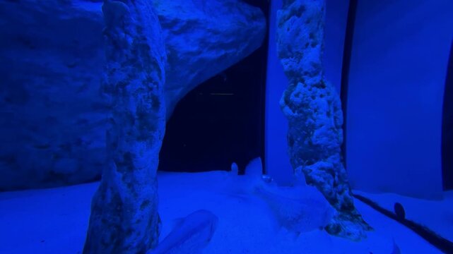 Mexican tetra (blind cave fish)