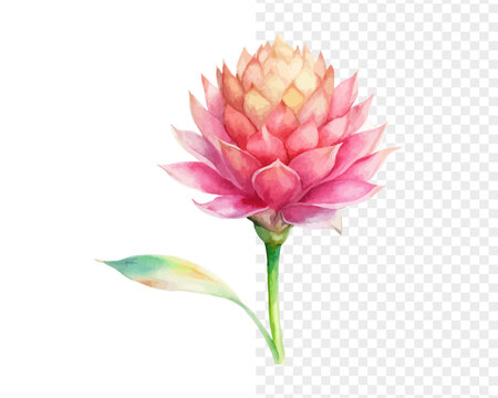 Watercolor Torch Ginger Flower Clipart, Exotic Floral Art, vector illustration isolated on white background