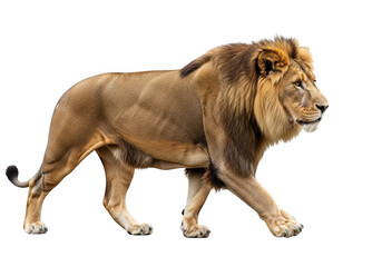 Fototapeta premium Full body side view of a majestic adult male lion with a thick brown mane walking isolated on a white background