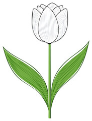 Elegant White Tulip Flower Illustration Green Leaves Simple Floral Design