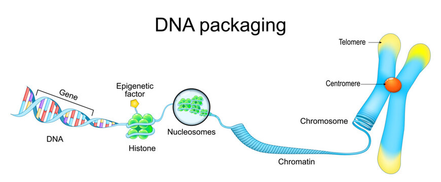 DNA packaging