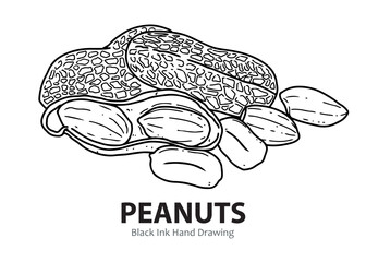 Naklejka premium Black ink hand drawing of peanuts, showing whole pods, a cracked shell, and shelled nuts.
