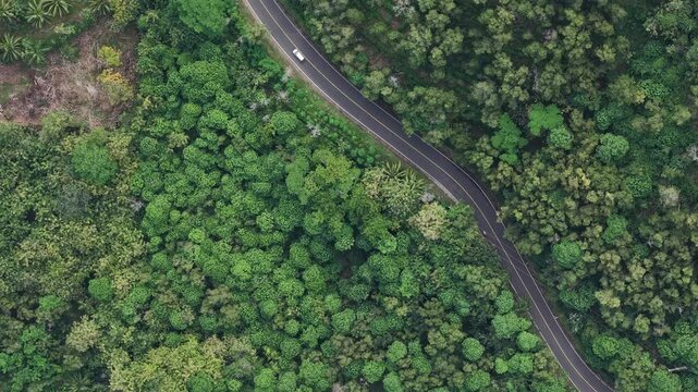 Aerial View of a Winding Road Through Dense Green Forest With a Car Driving Along