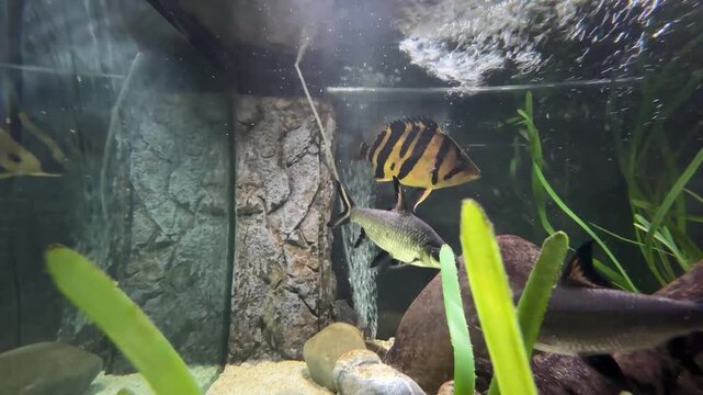 Bala shark in aquarium