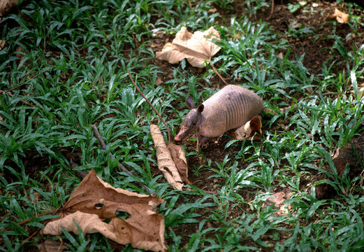 Nine-banded armadillo (Dasypus novemcinctus) in Costa Rica. Dasypodidae