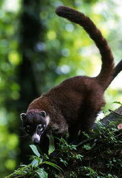 White-nosed coati (Nasua narica), also known as the coatimundi, in Costa Rica