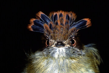 Fototapeta premium Scale-crested pygmy-tyrant, Lophotriccus pileatus