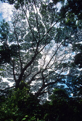 Naklejka premium Forest canopy in tropical dry forest in Santa Rosa National Park, Costa Rica. 