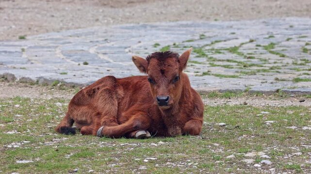 Baby Aurochs, Heck cattle, Bos primigenius taurus, claimed to resemble the extinct aurochs. Domestic highland cattle