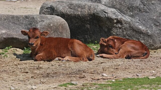 Baby Aurochs, Heck cattle, Bos primigenius taurus, claimed to resemble the extinct aurochs. Domestic highland cattle