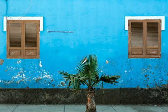 Parete blu vivace con due finestre in legno e una piccola palma sul marciapiede. Contrasto tra natura e architettura, ideale per temi urbani, tropicali e di design cromatico.
