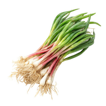 A bunch of fresh green onions with roots