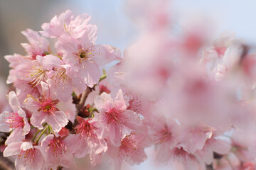 Fototapeta premium Close-up of Someiyoshino Cherry Blossom (Sakura) with blur background in spring.